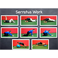 Serratus